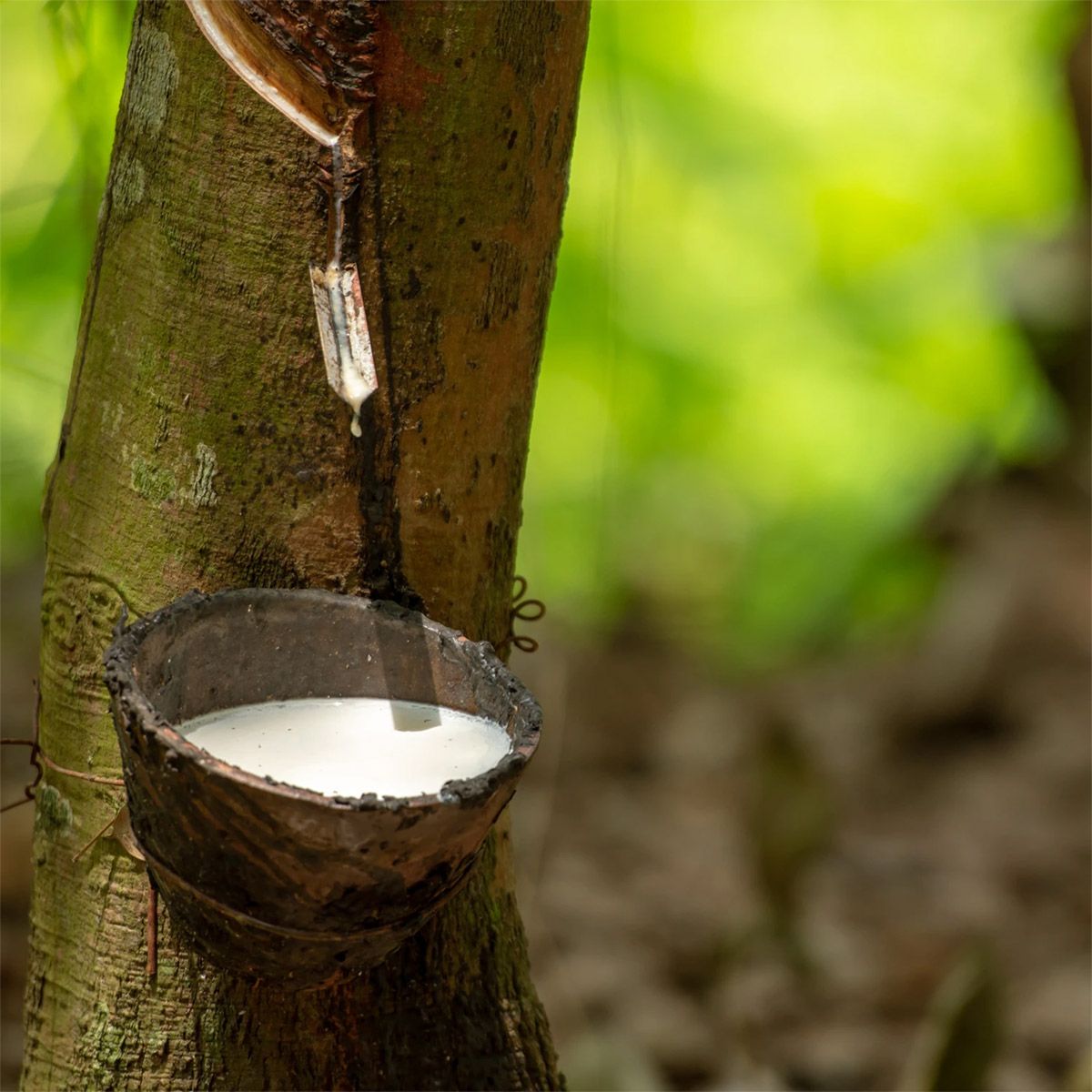 天然橡膠.jpg